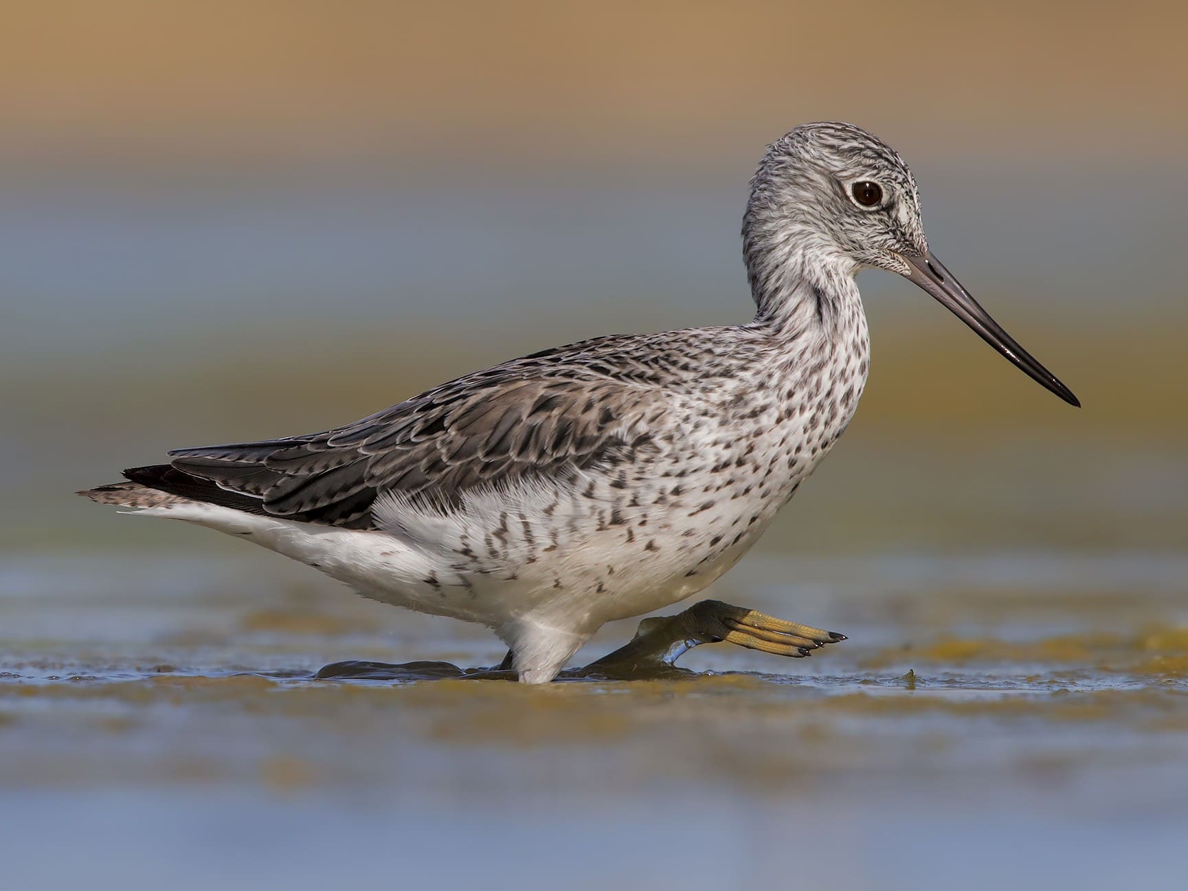 Common Greenshank